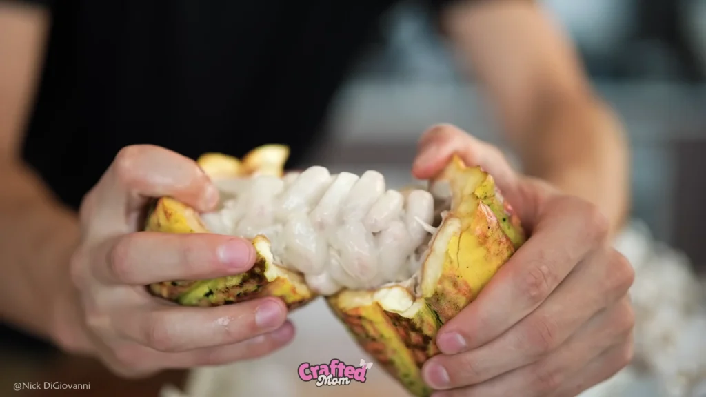 4. Back Home: Turning Cacao into Chocolate