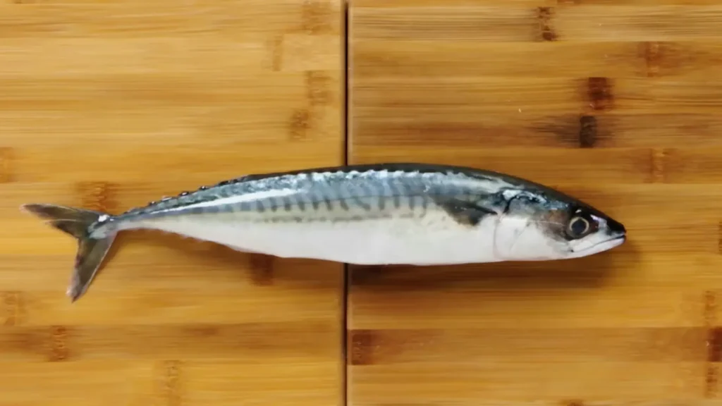 How to Fillet Boston Mackerel - How to Fillet Every Fish Like a Pro (Step-by-Step)