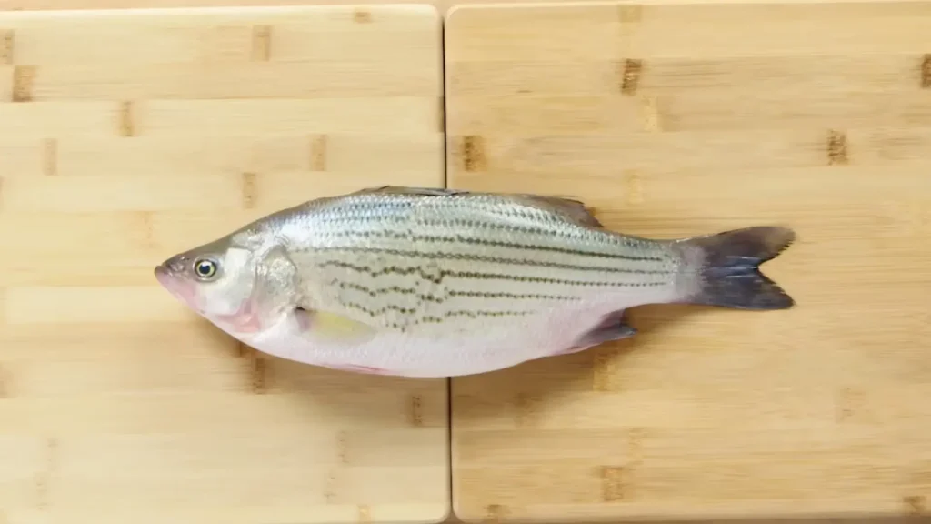 How to Fillet Striped Bass (Farm-Raised) - How to Fillet Every Fish Like a Pro (Step-by-Step)